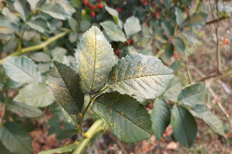 Un primer plano del follaje de una planta de rosas que sufre de óxido fúngico.  Las hojas verdes se están volviendo de un color marrón claro, oxidado.