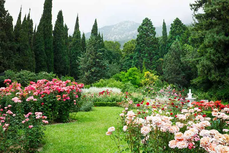 Una imagen horizontal de un jardín con una variedad de diferentes arbustos de rosas que flanquean un área de césped con árboles y una colina al fondo.