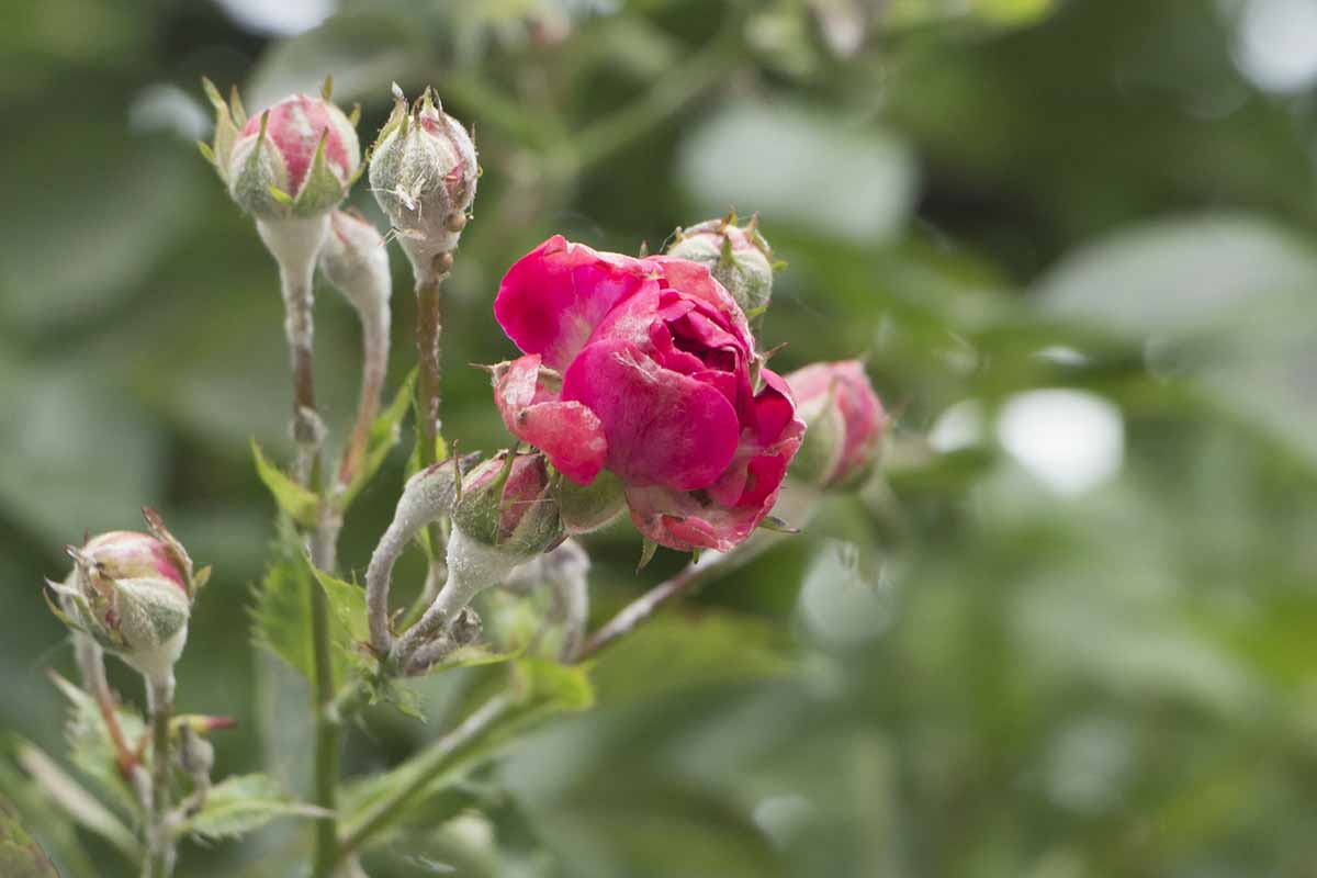 Una imagen horizontal de primer plano de flores de rosa y capullos cubiertos de hongos de mildiu polvoriento en un fondo de enfoque suave.