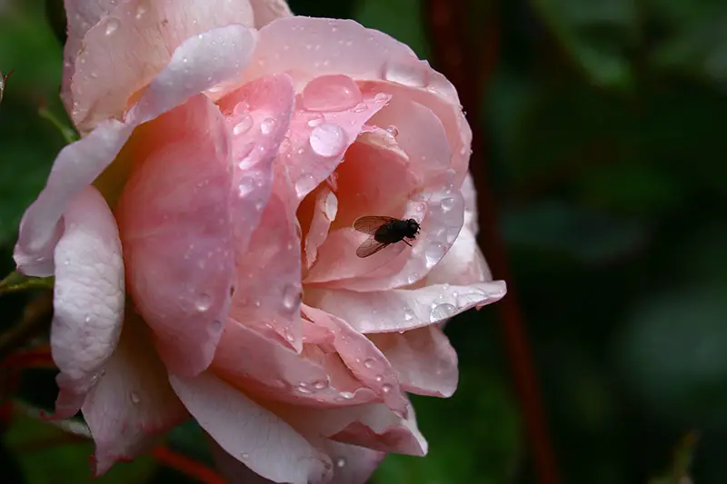 Una imagen horizontal de primer plano de una rosa híbrida 'Penélope' de color rosa claro con gotas de agua en los pétalos, representada en un fondo de enfoque suave.