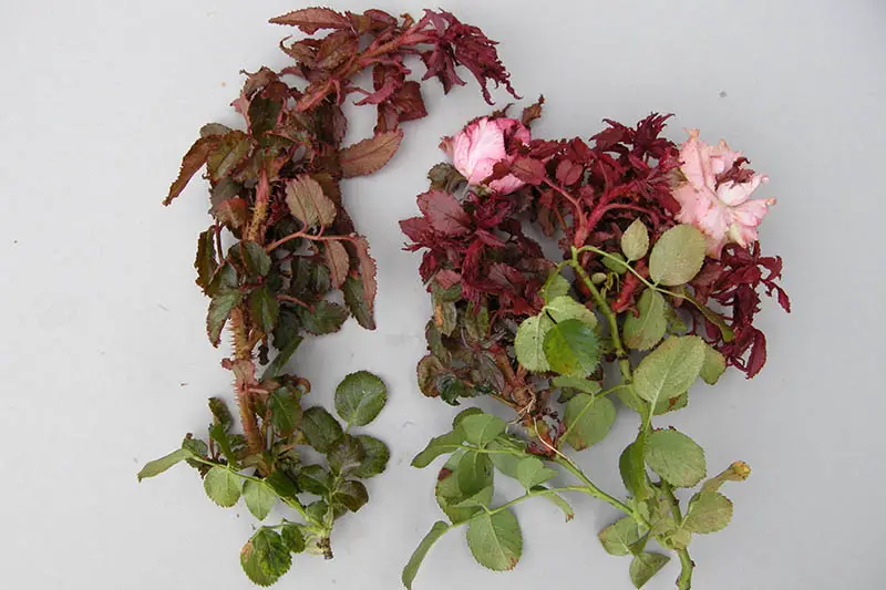 Un primer plano de una sección de rosal afectado por la devastadora enfermedad de la roseta de rosa, con follaje rojo y una gran cantidad de espinas nuevas en los tallos, sobre una superficie blanca.