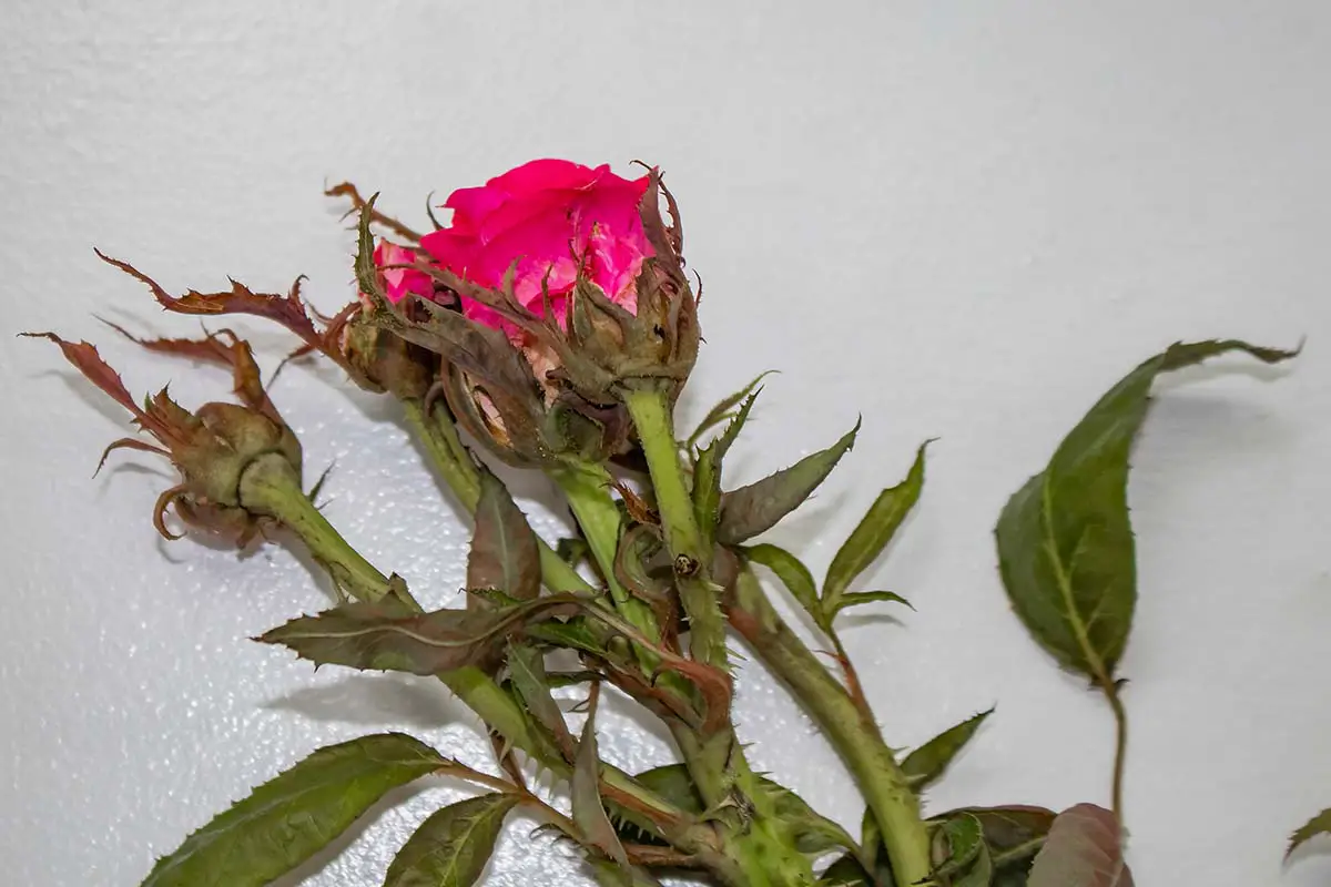 Una imagen horizontal de primer plano de una flor de rosa y un tallo que muestra las hojas deformadas y las espinas adicionales de la escoba de bruja.