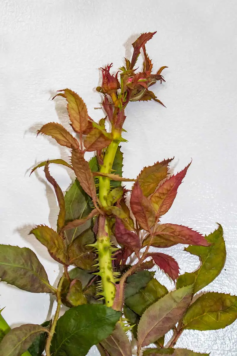 Una imagen vertical de primer plano de un tallo recortado de una rosa infectada con escoba de bruja sobre una superficie blanca.