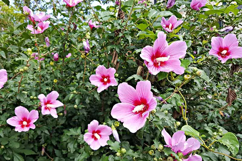 Una imagen horizontal de primer plano de un arbusto Hibiscus syriacus que crece en el jardín con flores rosas y rojas.