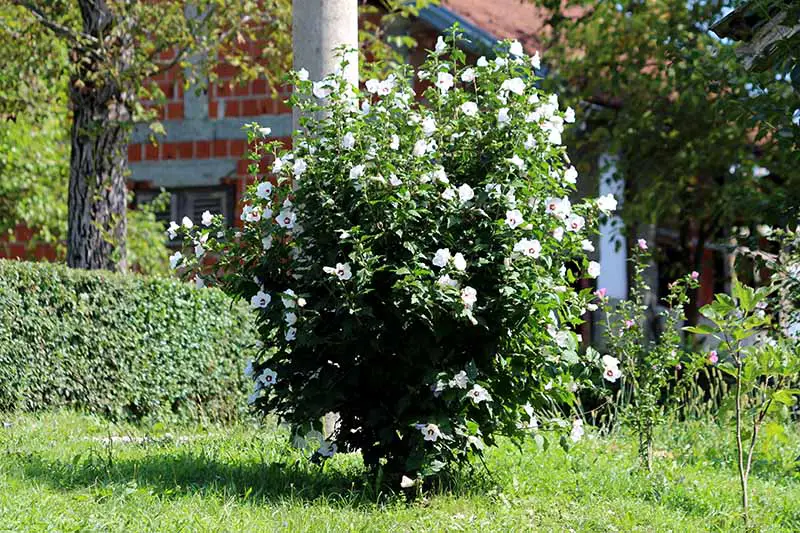 Una imagen horizontal de cerca de un arbusto alto de rosa de Sharon que crece en el jardín con una residencia en un enfoque suave en el fondo.