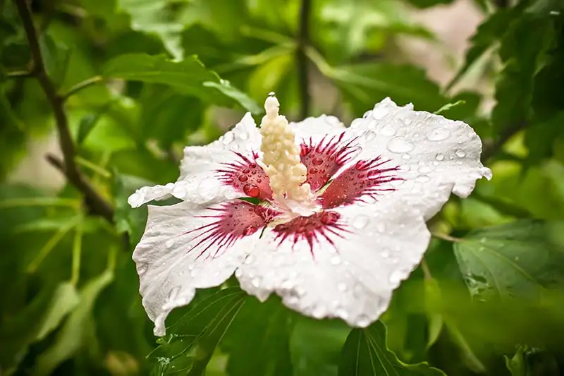 Una imagen horizontal de cerca de una flor Hibiscus syriacus blanca y roja que crece en el jardín cubierta de gotas de agua de lluvia.