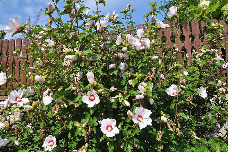Una imagen horizontal de primer plano de un gran arbusto de rosa de Sharon (Hibiscus syriacus) que crece frente a una valla de madera marrón, con flores blancas y rojas.
