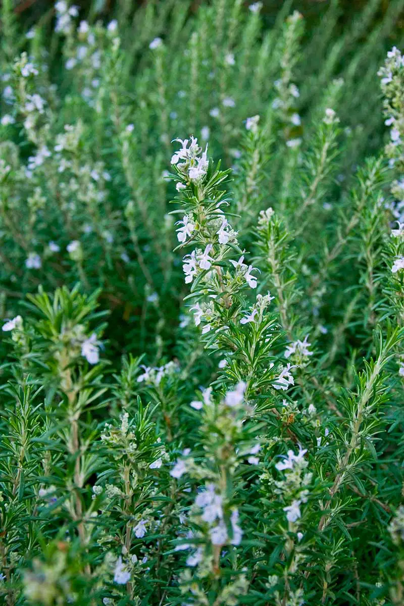 Una imagen vertical de cerca de una planta de romero que crece en el jardín con pequeñas flores claras que contrastan con las finas hojas verdes brillantes.  El fondo se desvanece a un enfoque suave.