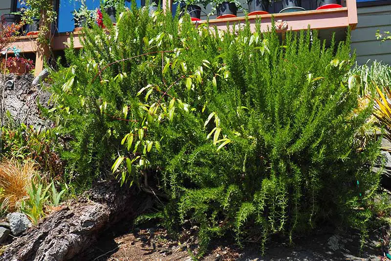 Una imagen horizontal de primer plano de grandes arbustos de romero que crecen en un lugar protegido fuera de una residencia.