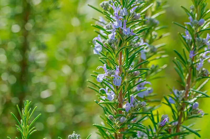 Un primer plano de una planta de romero en flor con flores de color azul claro que contrastan con las hojas de color verde brillante, como agujas, representadas bajo el sol brillante sobre un fondo verde de enfoque suave.