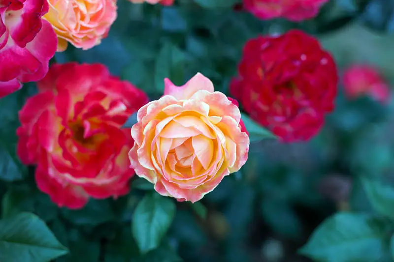 Una imagen horizontal de primer plano de rosas de diferentes colores que crecen en el jardín en un fondo de enfoque suave.