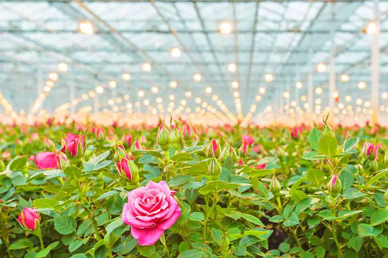 Una imagen horizontal de un gran invernadero comercial que cultiva arbustos de rosas en macetas.
