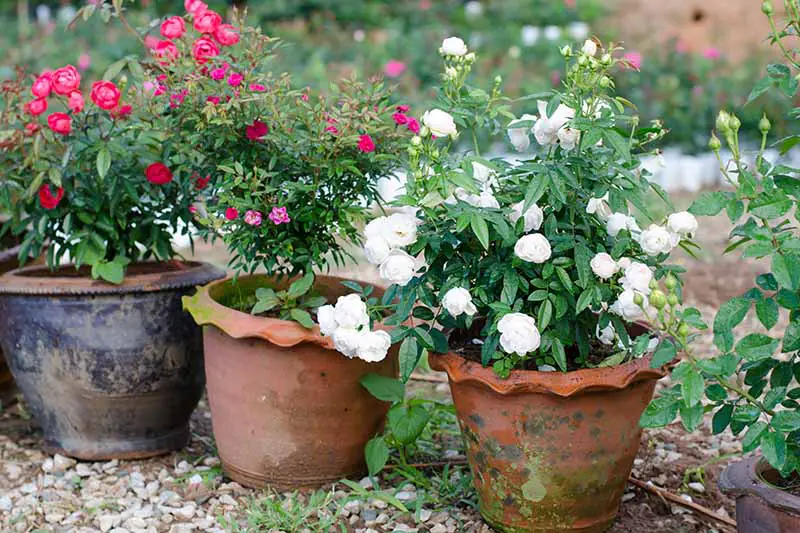 Una imagen horizontal de primer plano de arbustos de rosas que crecen en macetas de terracota en un jardín de patio.