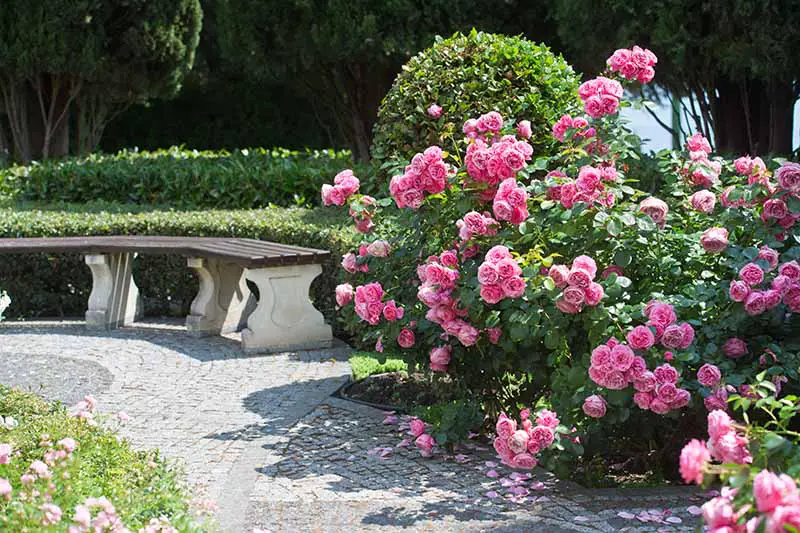 Una imagen horizontal de un jardín formal con un banco de madera, caminos pavimentados, setos y rosas rosadas, fotografiado bajo un sol radiante.