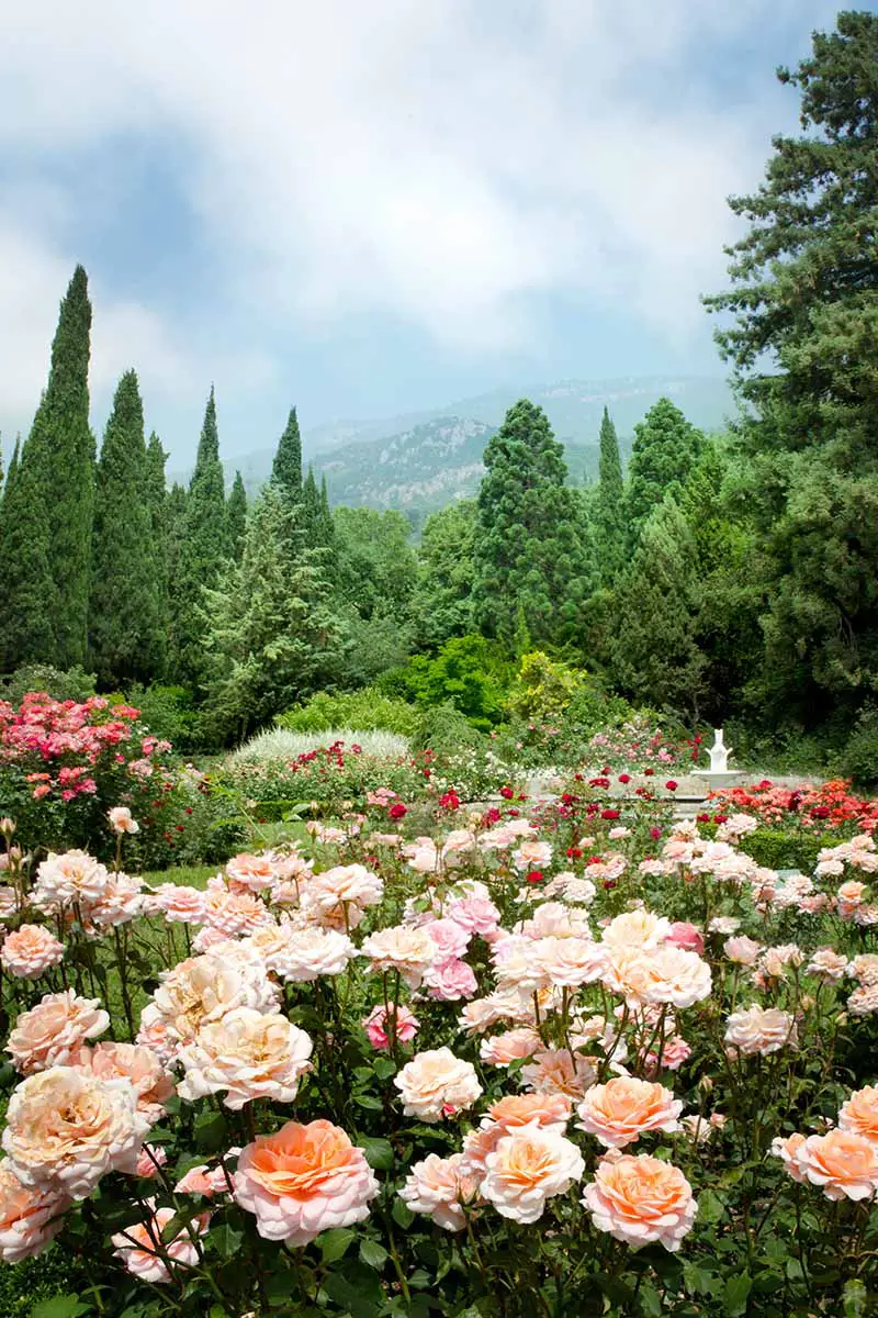 Una imagen vertical de un jardín de rosas con árboles, montañas y cielo azul en un enfoque suave en el fondo.
