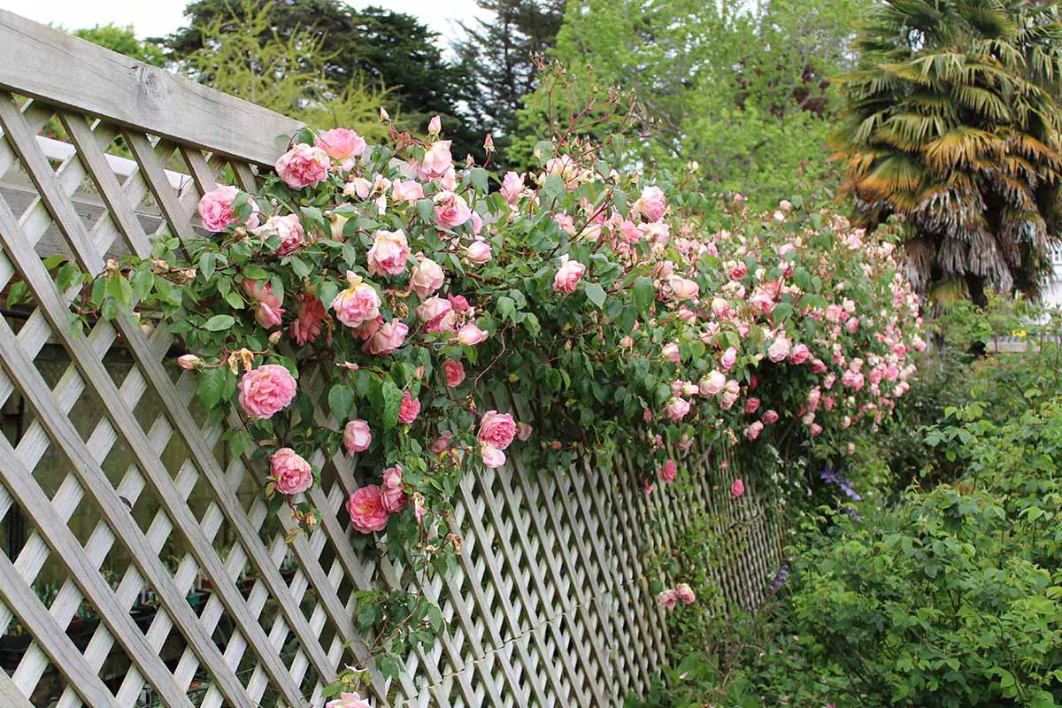 Una imagen horizontal de rosas rosadas trepando en una terraza de madera.
