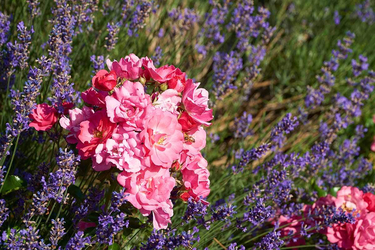 Una imagen horizontal de primer plano de rosas rosadas en miniatura que crecen en el jardín con lavanda, fotografiadas con un sol brillante.
