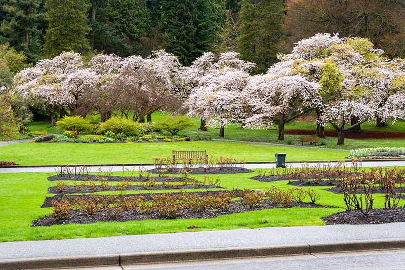 Una imagen horizontal de un parque público con árboles en flor y arbustos de rosas en parterres.