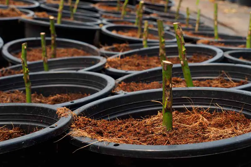 Una imagen horizontal de primer plano de plantas injertadas en brotes en macetas de vivero para su propagación.
