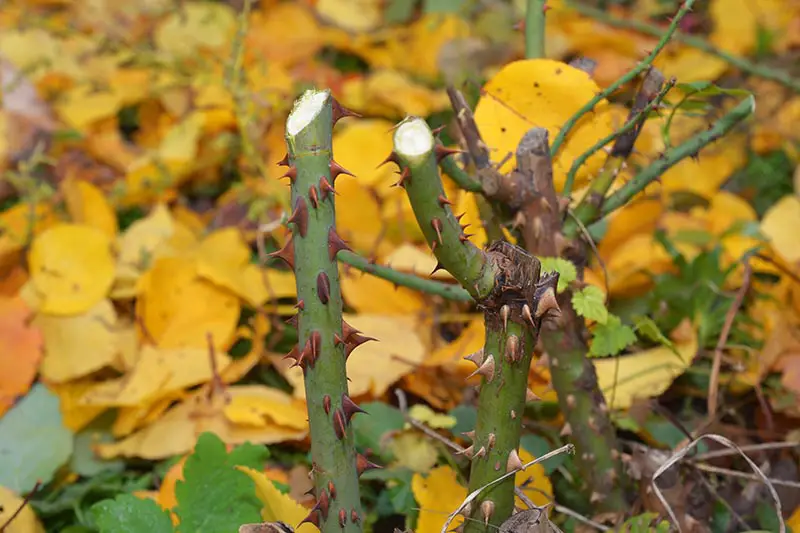 Una imagen horizontal de primer plano de un arbusto espinoso que ha sido podado durante los meses de invierno rodeado de hojas de otoño caídas.