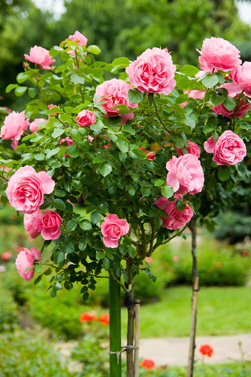 Una imagen vertical de primer plano de un arbusto de rosas podado en forma de árbol representado en un fondo de enfoque suave.
