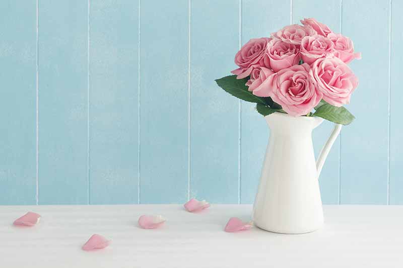 Una imagen horizontal de primer plano de un jarrón blanco con flores rosas sobre una superficie blanca con una pared azul en el fondo.