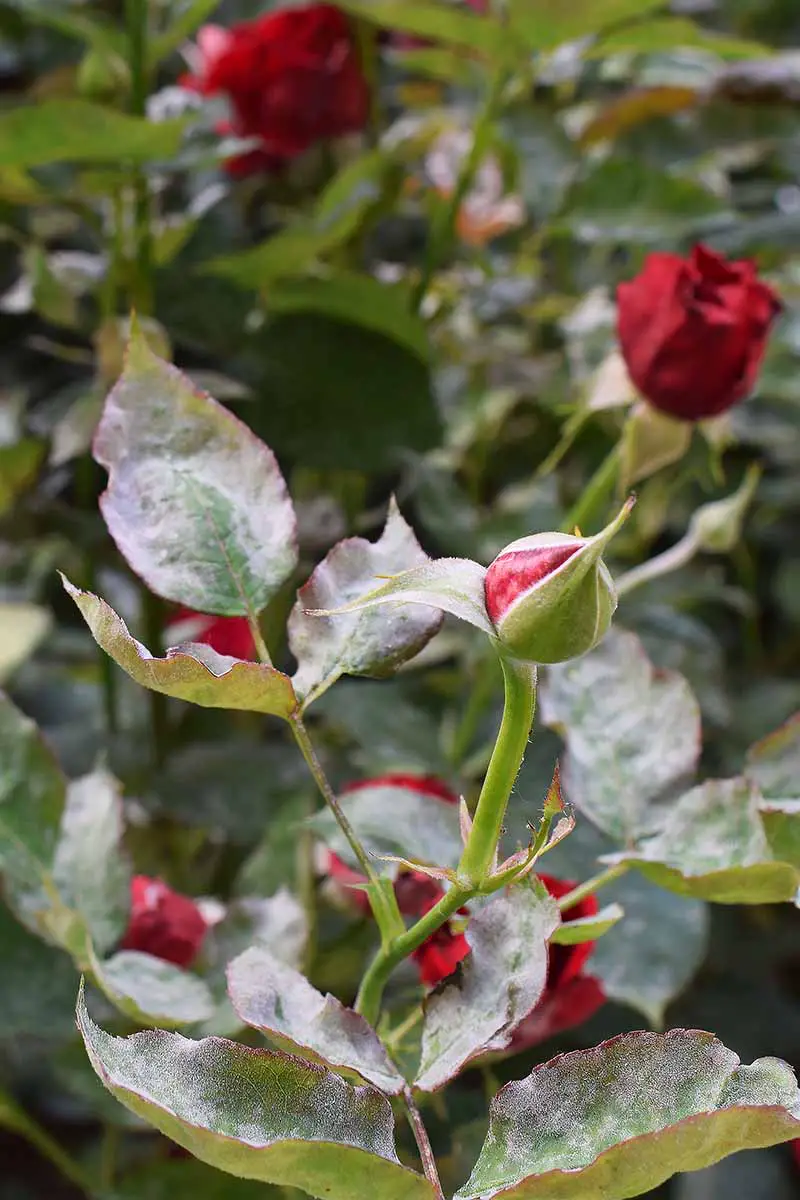 Una imagen vertical de primer plano de rosas con mildiú polvoroso en los tallos y el follaje.