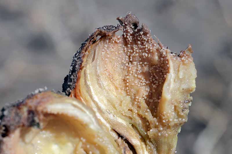 Una imagen horizontal de primer plano de una bombilla que se pudre debido a la infestación de ácaros de la cebolla de raíz.