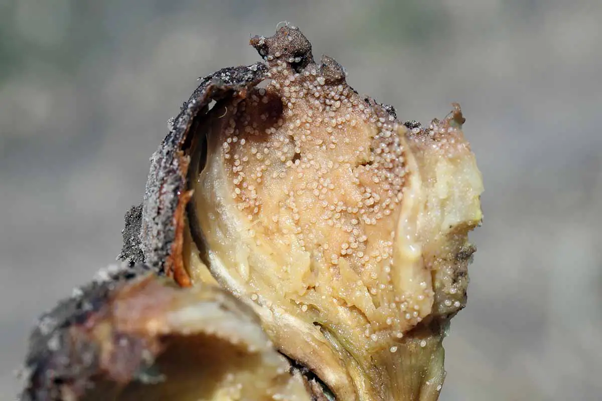 Una imagen horizontal de primer plano de una cebolla dañada por una enfermedad fúngica representada en un fondo de enfoque suave.