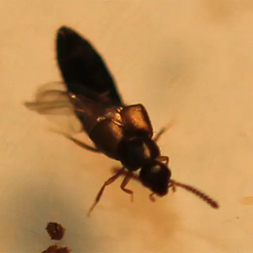 Un primer plano de un escarabajo rodante, un insecto beneficioso en el jardín, fotografiado en un fondo de enfoque suave.