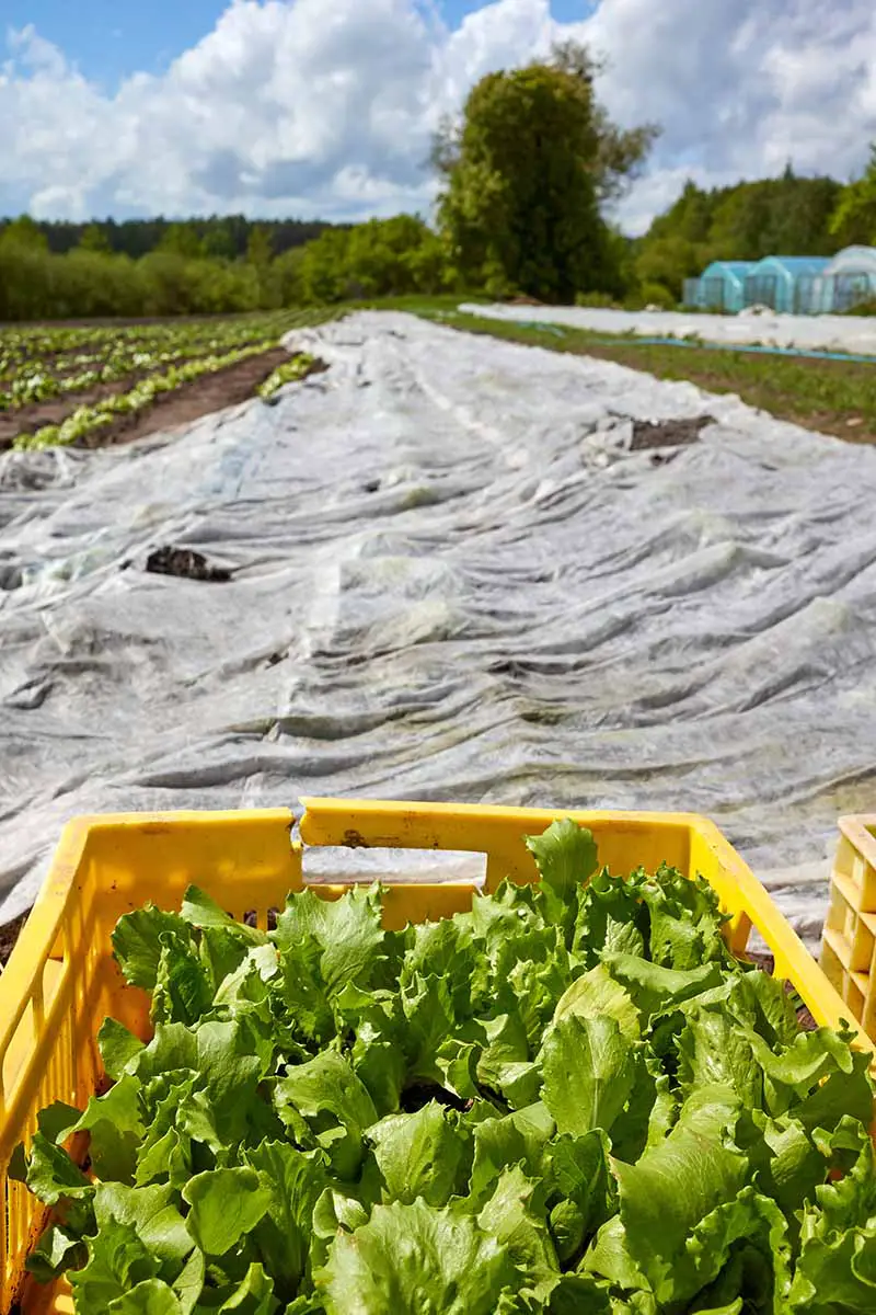 Una imagen vertical de una plantación de lechuga comercial cubierta con cubiertas de hileras y verduras recién cosechadas en cajas de plástico amarillas.