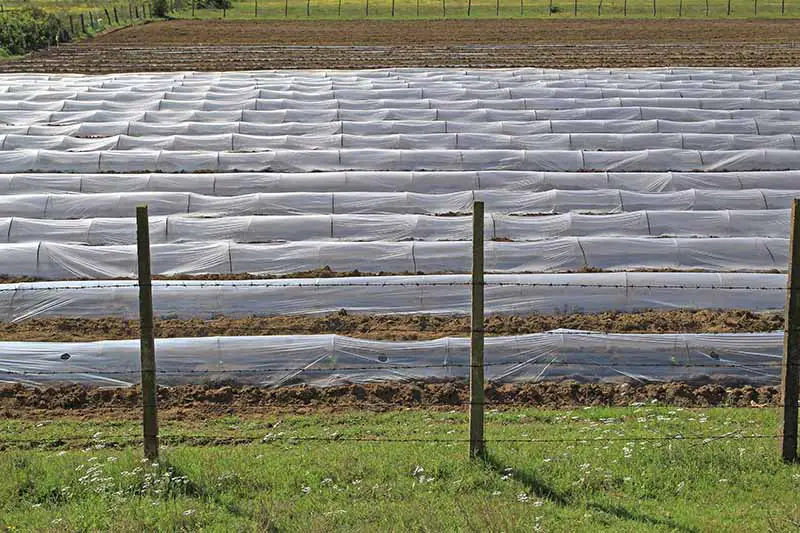 Una imagen horizontal de cubiertas de hileras utilizadas para proteger los cultivos de las plagas.