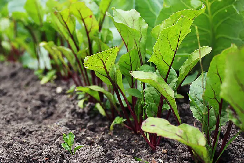 Una imagen horizontal de cerca de una fila de Beta vulgaris con tapas verdes saludables que crecen en el jardín en un suelo oscuro y rico.