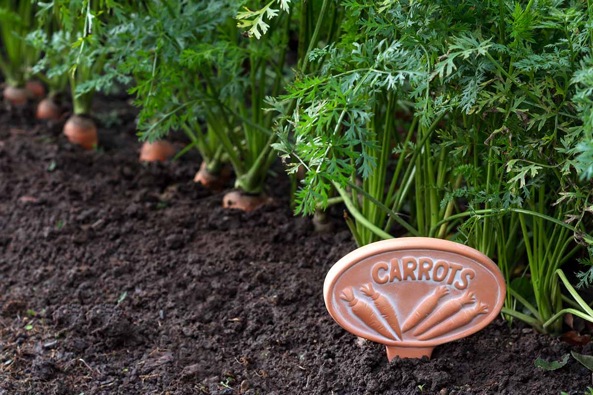 Una imagen horizontal de primer plano de una hilera de zanahorias que crecen en el jardín con un cartel de terracota junto a ellas.