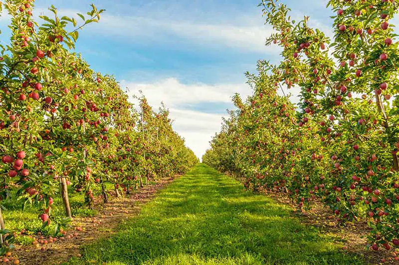 Una imagen horizontal de hileras de manzanos que crecen en un huerto en un fondo de cielo azul.