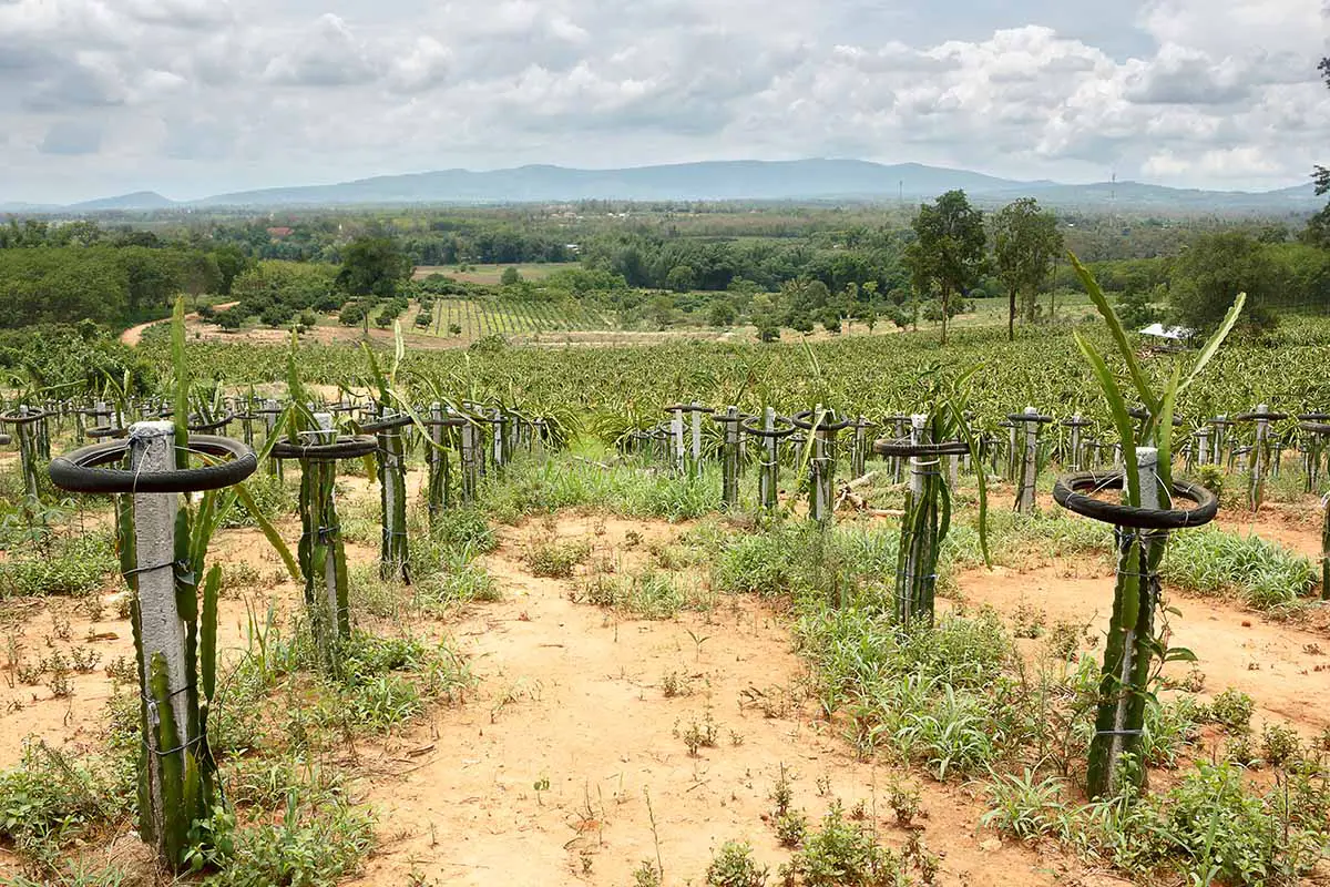 Una imagen horizontal de plantas de pitahaya que crecen en filas en un campo grande.