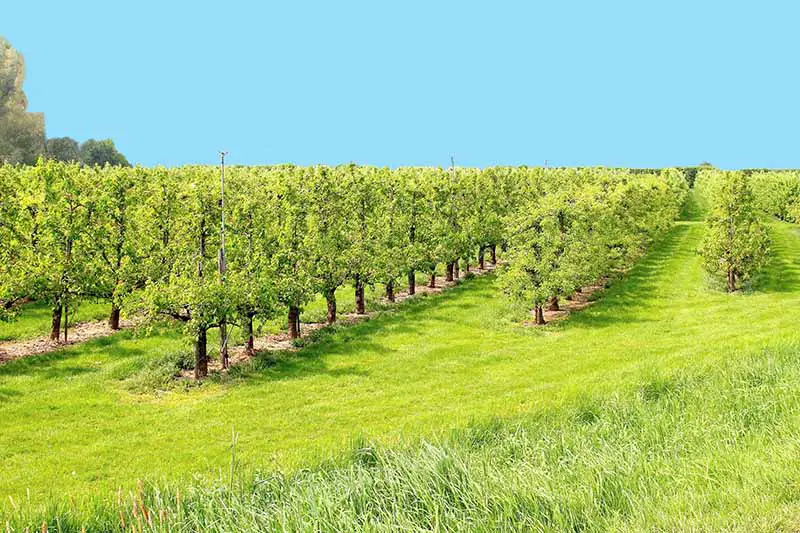 Una imagen horizontal de un huerto comercial de árboles frutales sobre un fondo de cielo azul.