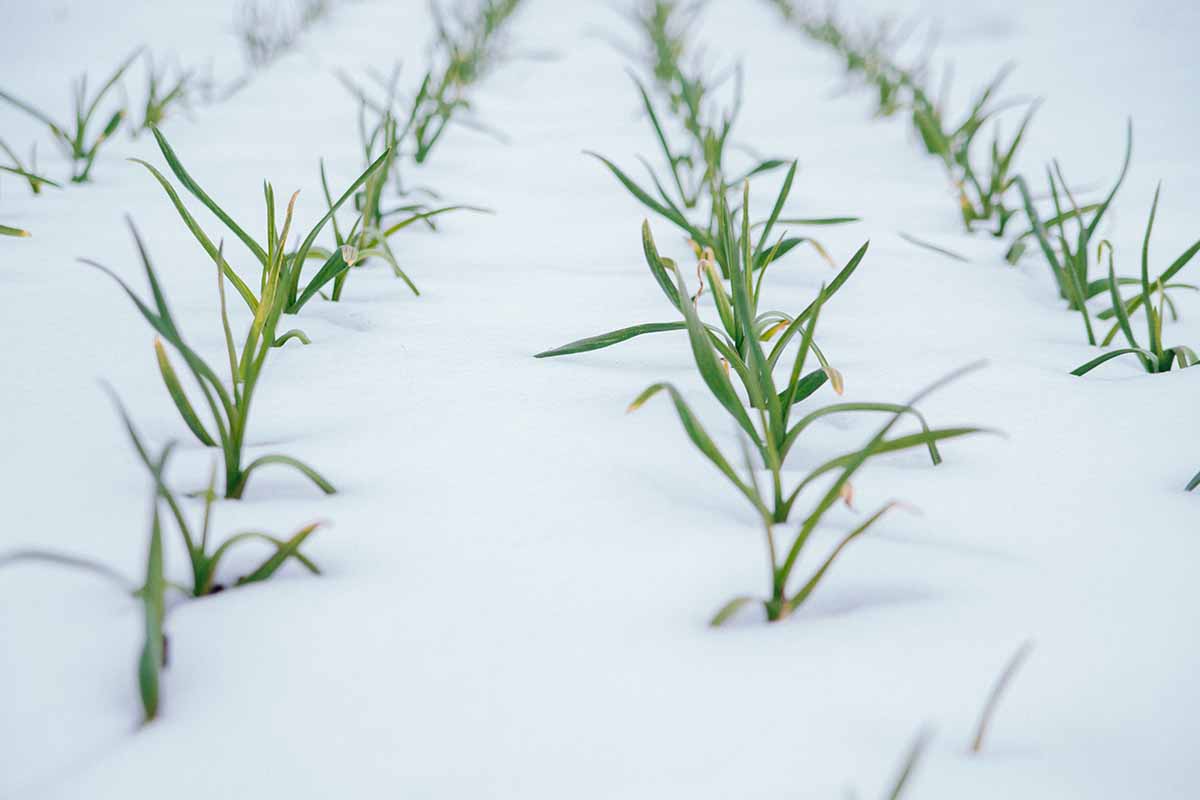 Una imagen horizontal de hileras de ajo en el jardín bajo un manto de nieve en invierno.