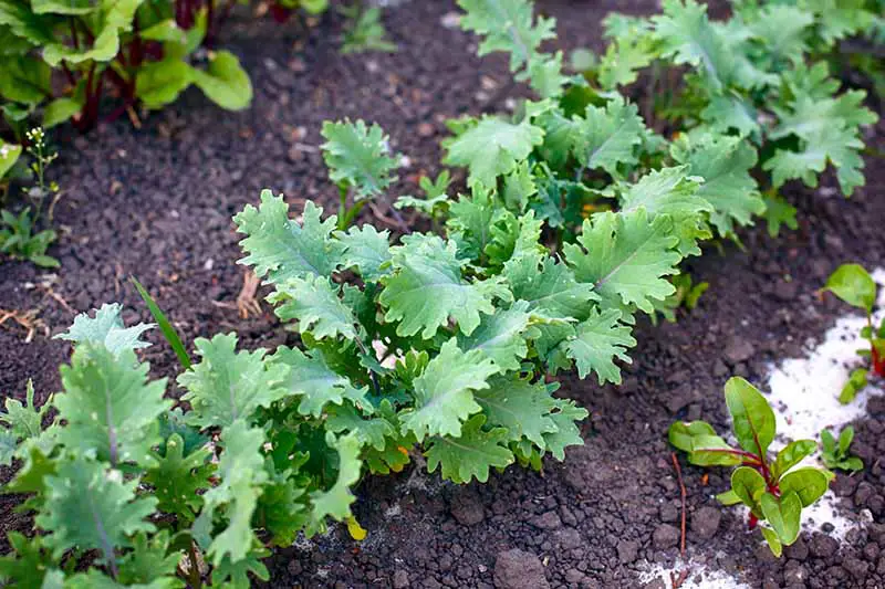 Un primer plano de hileras de Brassica oleracea que crecen en el jardín con tierra entre las plantas y un poco de escarcha en el suelo a la derecha del marco.