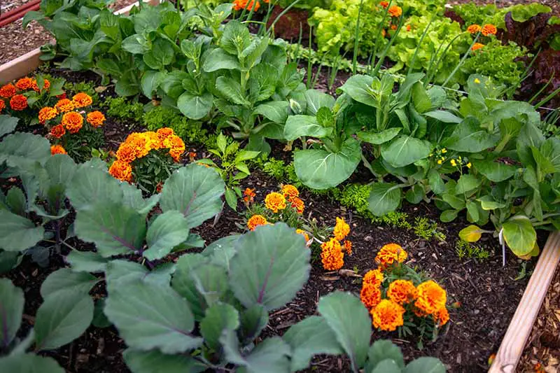 Una cama de jardín elevada, con hileras de cultivos comestibles intercalados con caléndulas de color naranja brillante.