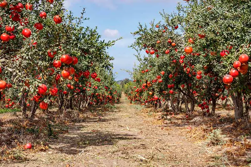 Una imagen horizontal de hileras de granados con frutos maduros que crecen en un huerto.