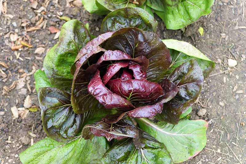 Una imagen horizontal de arriba hacia abajo de una cabeza de achicoria que crece en el jardín con gotas de agua en el follaje.