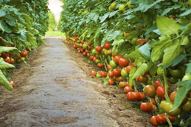 Un camino de tierra a través de un jardín con hileras de plantas de tomate que crecen a ambos lados, con frutos maduros e inmaduros.