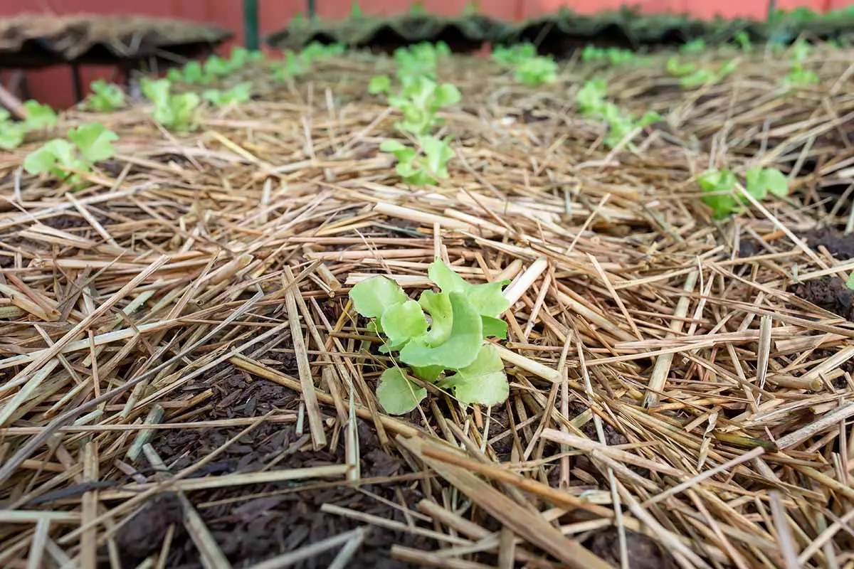 Una imagen horizontal de hileras de lechugas que crecen en el jardín rodeadas de mantillo de paja.