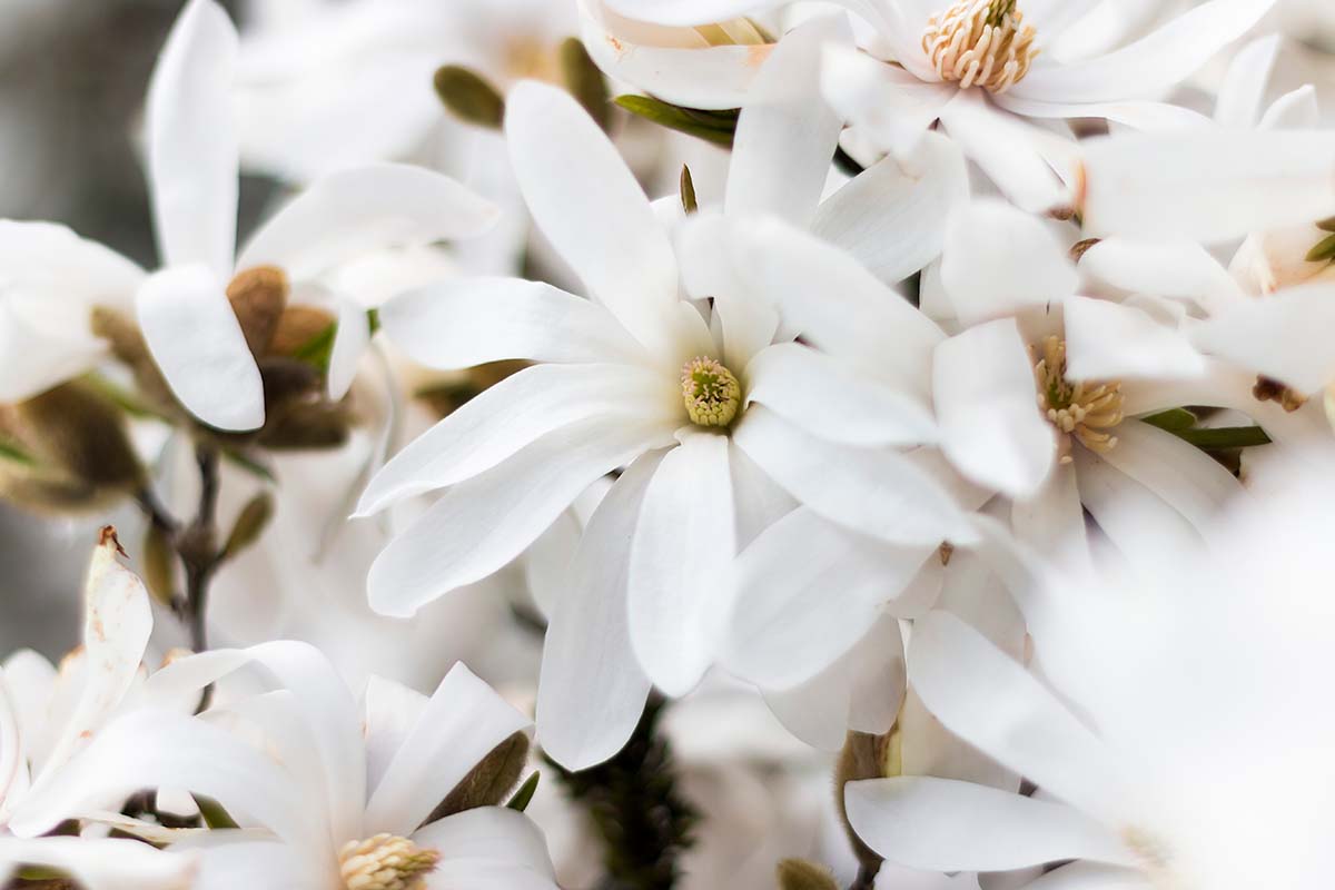 Un primer plano de las flores blancas Magnolia stellata 'Royal Star' en flor en primavera.