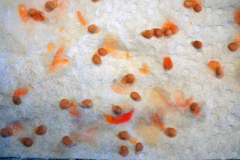 Una imagen horizontal de primer plano de las semillas de Solanum lycopersicum sobre una superficie blanca.
