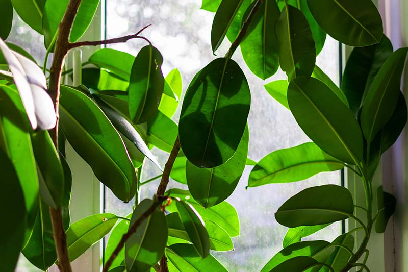 Una imagen horizontal de primer plano de una gran planta de Ficus elastica que crece en una ventana.