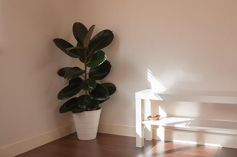 Una imagen horizontal de primer plano de una planta de caucho Ficus elastica en una maceta blanca situada en la esquina de una habitación con suelo de madera y paredes blancas.