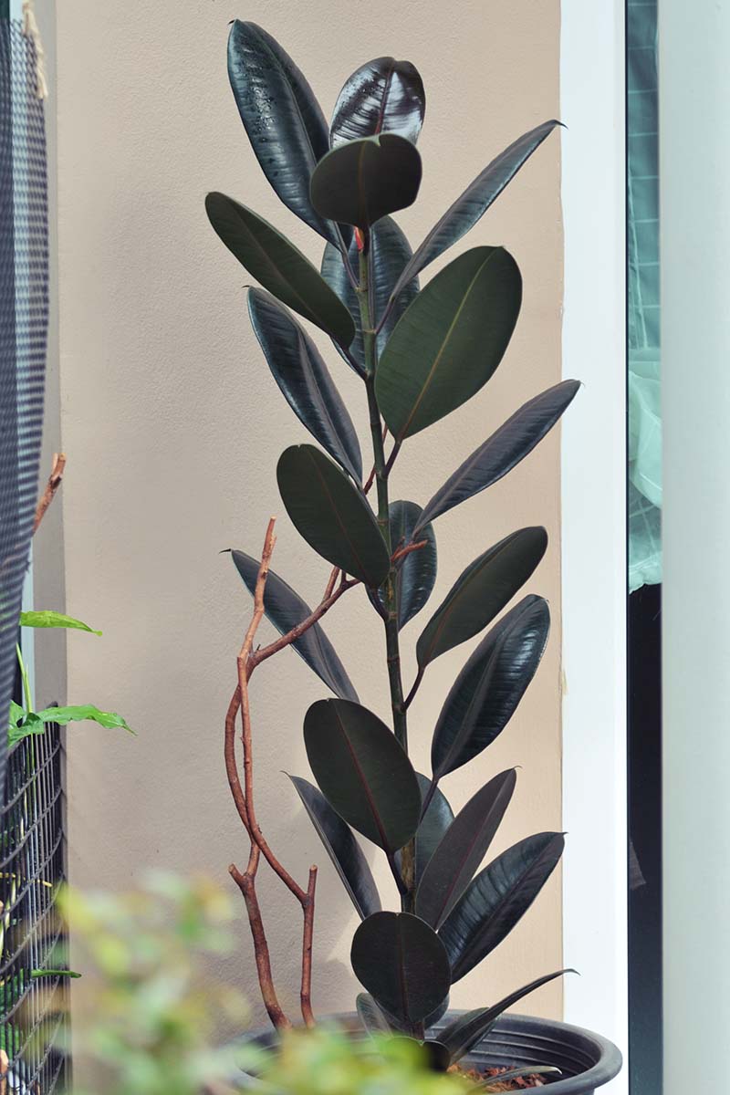 Una imagen vertical de una gran planta de árboles de caucho que crece en interiores en una maceta de plástico negra.