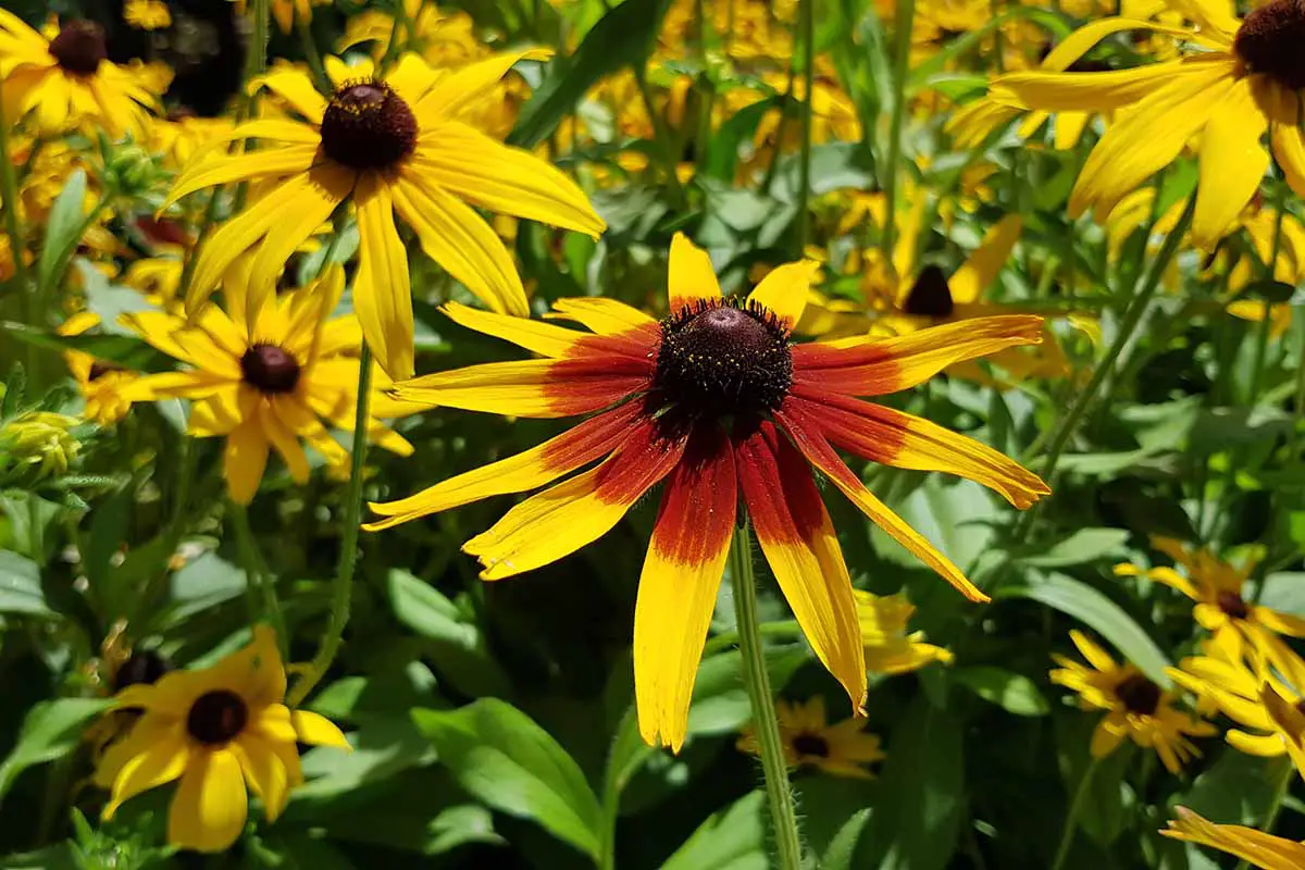 Una imagen horizontal de primer plano de las flores bicolores de Susan de ojos negros 'Cappuccino' que crecen en el jardín de verano.